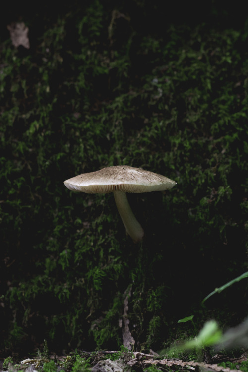 rhiannahowardphotography: Mushroom, Seabeck, Washington