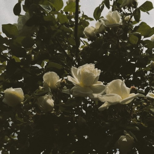 Roses Growing In The Garden