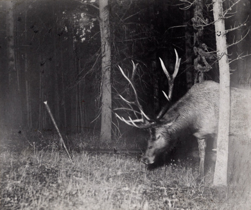 curiousmiscellanies:A bull elk catches a camera string in his antlers, triggering a flash. Yellowsto