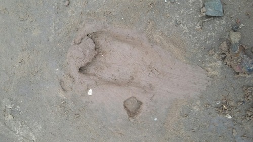 Prehistoric footprints of animals at Formby Point (England, c. 6000 BC).Juvenile auroch (an extinct 