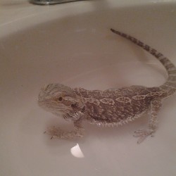 Escape from the slippery edged sink why don&rsquo;t you! #adventuresofRex #beardeddragons #reptiles #cute