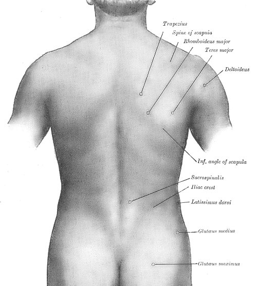anatomicalart:  fucktonofanatomyreferencesreborn:  A wicked fuck-ton of human back references. [From
