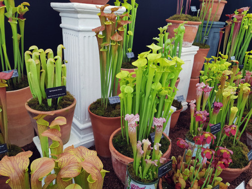 agavex-photography:Sarracenia display by Wack’s Wicked Plants.  RHS Chatsworth show, June 2018.