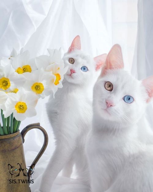 boredpanda:Meet The Most Beautiful Twin Cats In The World