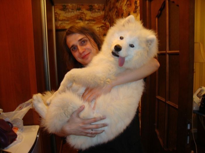 awesome-picz:  Dogs Who Don’t Understand How BIG They Are