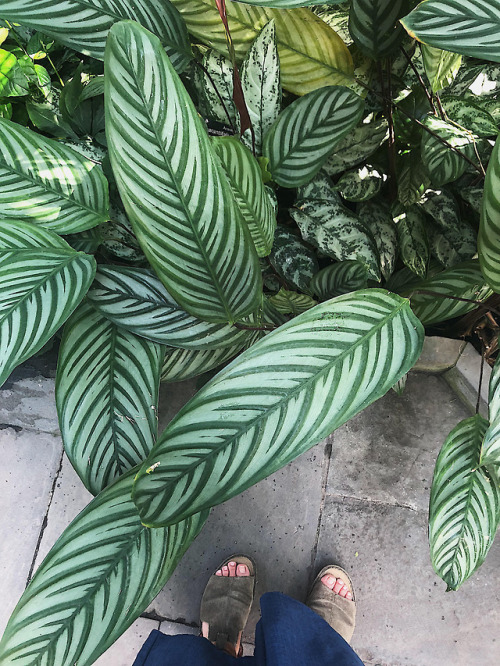 bluestiphotos:jungle plant therapy 