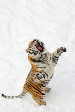 earthandanimals:  Tiger Leap by photos martYmage    