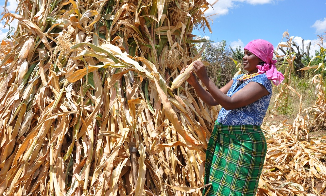 Christine Letooya harvests maize in her farm in Lolmusikopyi village, Samburu, Kenya. A World Vision scheme in the county helps support farmers to build resilience to drought. All photographs: Robert Kibet
On a slope overlooking the rugged land of...