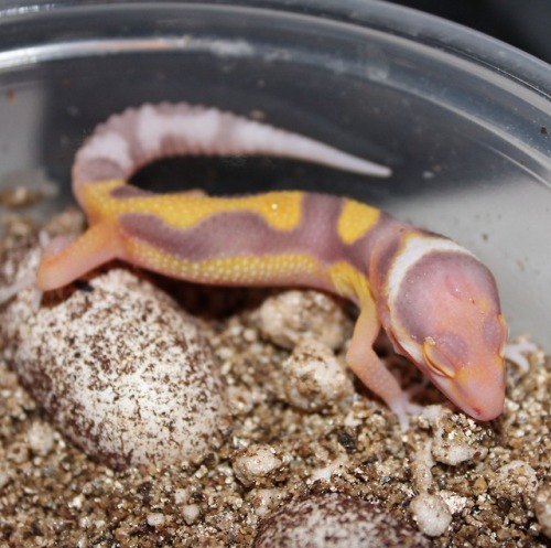 lunationgeckos: 19LL-02