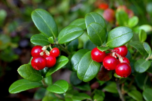 dryadpharmacy:  Vaccinium vitis-idaea (lingonberry, partridgeberry, or cowberry) Aire