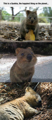 srsfunny:  Ever Seen A Quokka?http://srsfunny.tumblr.com/