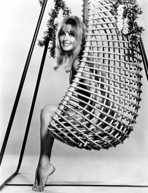 foreversharontate:Sharon photographed by Virgil Apger in a promotional shot for Don’t Make Waves, 1967.