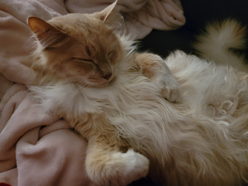 Look At How Photogenic My Friend's Cat Is