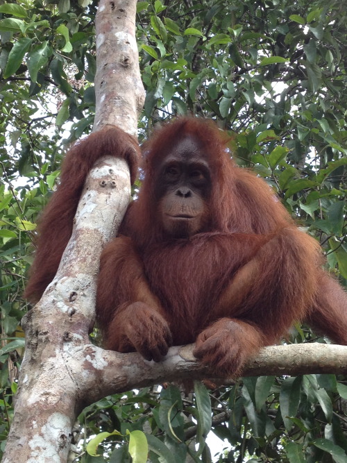 From when I went to Kalimantan and hung out on the river and with the orangutans.