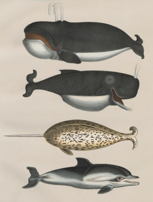 clawmarks:Naturgeschichte und Abbildungen der Säugethiere - Heinrich Rudolf Schinz - 1824 - via e-ra