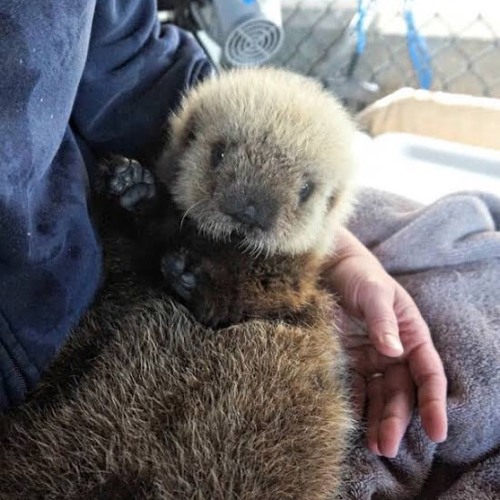 atraversso:Fluffy baby sea otters