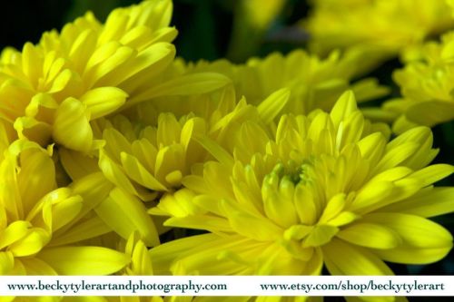 Chrysanthemum. Prints available on @etsy. Link in my bio. #flower #chrysanthemum #floweroftheday #fl