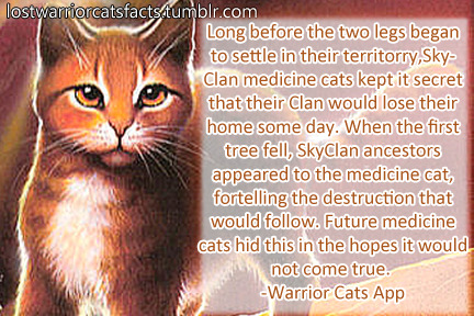 Interesting facts about warrior cats!