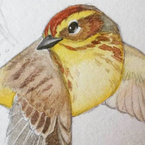 virginiagreene: #palmwarbler #wip #watercolor #bird #art #illustration (at Cornell Lab of Ornitholog