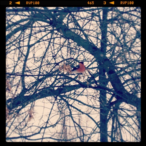 bladmoran:  creaturexlll:  23th of March in Kiev   Ukraine. Winter…what are you doing?! Stop!  