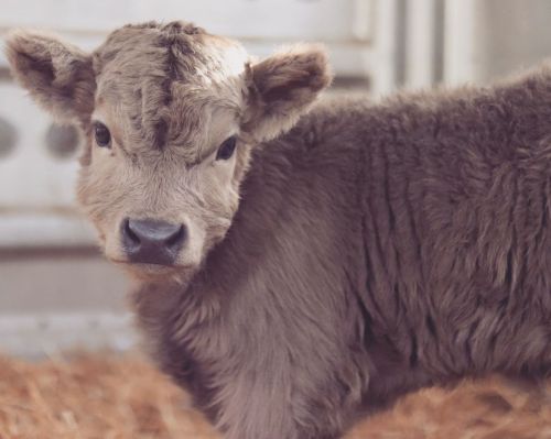 portrait of the wee fuzzyheilan coo calf via rolling 7 mini highlands