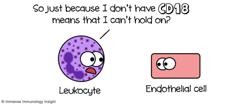 immense-immunology-insight: PS: And this is how the Leukocyte &amp; the Endothelial cell broke u