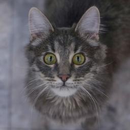 [Image description: A gray striped long hair cat is standing on the ground, with his head tilted up 