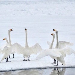 nature-and-culture:Swans via y32key