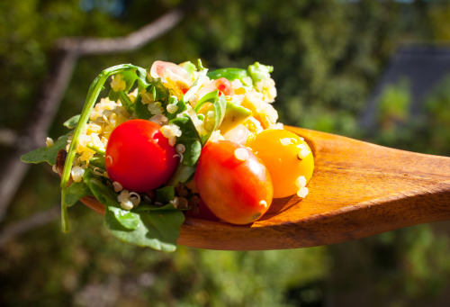 Olenko’s Happy Thanksgiving Harvest Salad 1 cup cooked organic sprouted quinoa 1 organic avoca