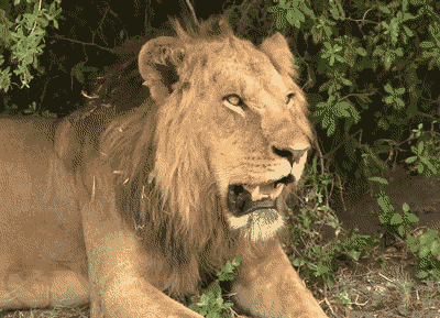 amnhnyc:  Today is World Lion Day! Considered the most social of cats, African lions live in prides that consist of one or more males, several females, and cubs. While a male lion consumes an average of 5,500 pounds of meat a year—mostly wildebeest,