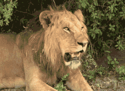 amnhnyc:  Happy International Cat Day! Did you know? Mane growth in male lions is linked to testosterone, so lions with full manes tend to be the best fighters–and most popular with lionesses. Most animals have triangular vocal cords, but the lion’s