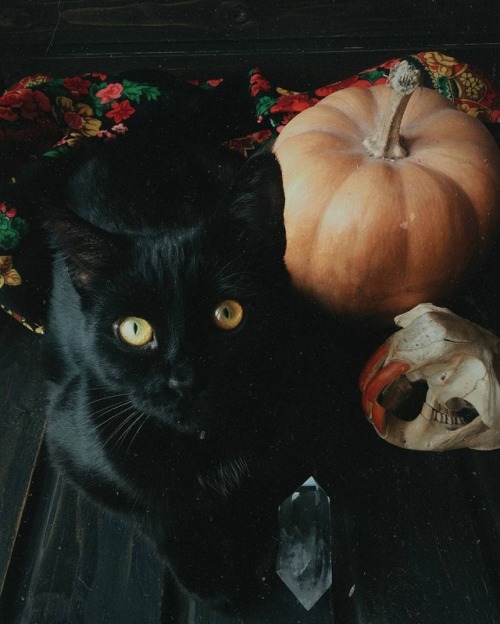 grace-hollow-doll:Happy Halloween, darklings! And thank you for 28k! 