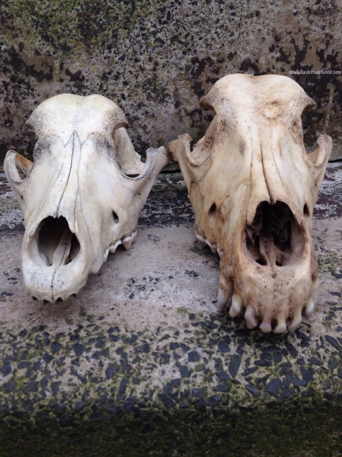 roadkillandcrows: Some comparison pics of my new Alsatian skull and the dog skull I already had. Als