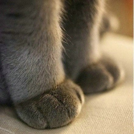 the-last-hair-bender: laughterkey:   thefingerfuckingfemalefury:  such soft toes   QUALITY CONTENT   THIS IS THE SHIT I CAME HERE TO SEE. GODDAMN FAT FUZZY TOES! 