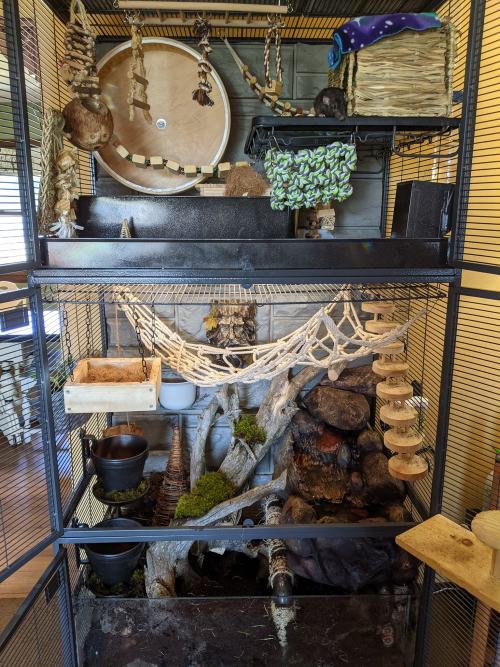 amazingpetenclosures: Bioactive Rat Enclosure by @Allison Rollette