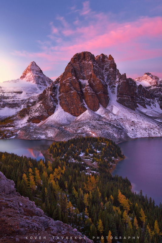 woodendreams:  (by Koveh Tavakkol)