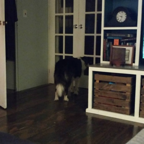 When we are up past our usual 9pm bedtime, #Waylon starts staring at the bedroom door…then at