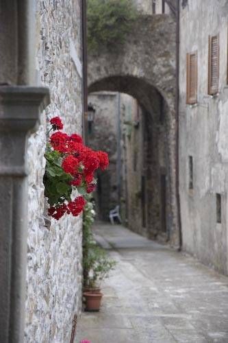 bellasecretgarden: Tuscany  Pillage flower for m’lady