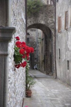 bellasecretgarden: Tuscany  Pillage flower