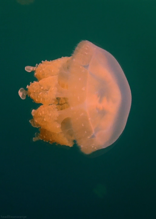 headlikeanorange:  A golden jellyfish (Wonders of Life - BBC) 