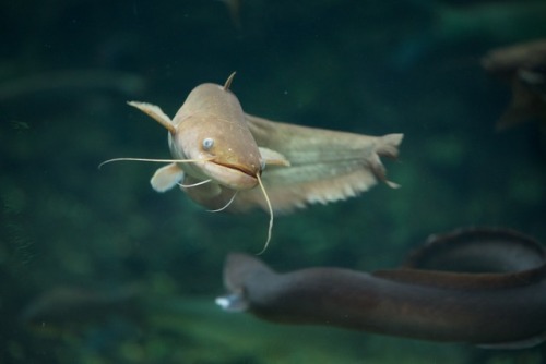 ナマズ Silurus asotusアクア・トトぎふ 3F 長良川中流から河口