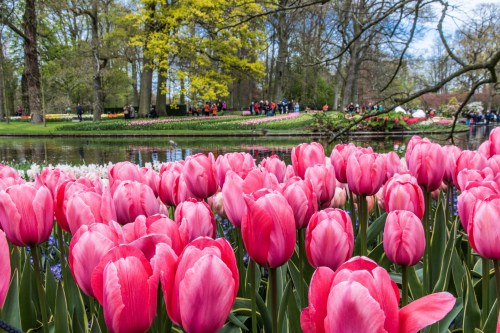 Keukenhof Gardens, Netherlands