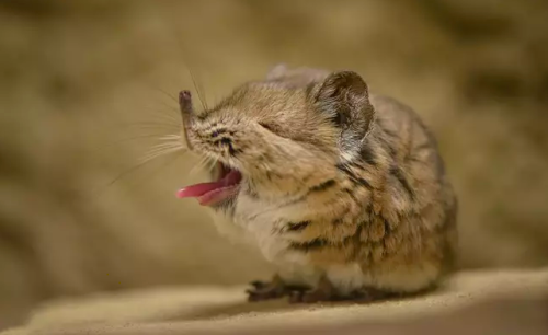natureisthegreatestartist:What in the world is this? It’s an elephant shrew, which was recently seen