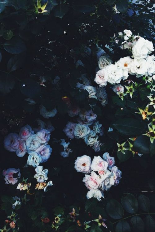 sixpenceeeaesthetic:  Eloquent flowers