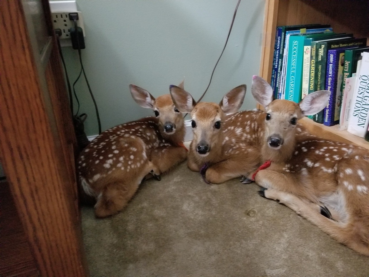 cute-pet-animals-aww:  Deer find their way into a home to escape a storm