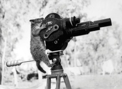 Un opossum grimpe sur une caméra en lieu