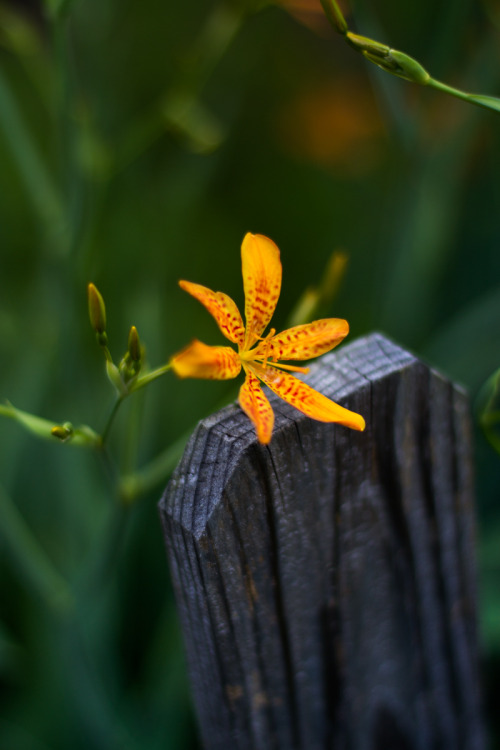 bluelunaphotography: “You can’t stay in your corner of the Forest waiting for others to 