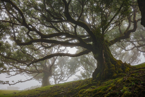 90377:Til trees at Fanal, Madeira island by Ricardo Pestana Facebook | 500px | Instagram