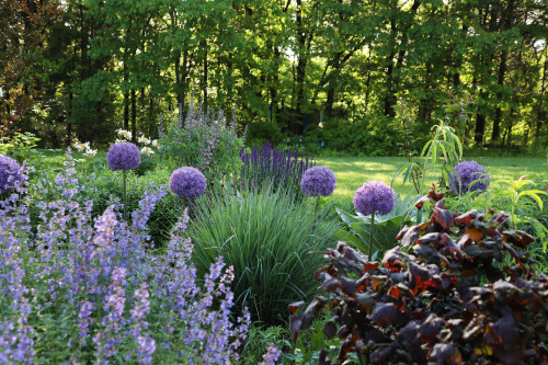 Third week of May and the garden is full of lush new growth, and, purple, lots of purple !          