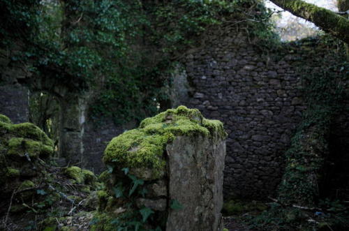 celticforestwitch:Stumbled upong a derelict cottage in the middle of the moor, surrounded by its own